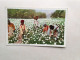 Récolte Du Coton USA Caroline Du Nord Oblitération Charlotte 2 Cartes Postales - Charlotte