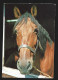 Pferd Paard Horse Cheval AK Photo Carte Foto Prentkaart Htje - Chevaux