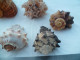 Coquillage Collection - Seashells & Snail-shells