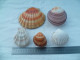 Coquillage Collection - Seashells & Snail-shells