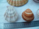 Coquillage Collection - Muscheln & Schnecken