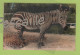 CP COLORISEE PARIS MUSEUM D'HISTOIRE NATURELLE - ZEBRE EQUUS ZEBRA LINNE / AFRIQUE  - N° 306 A. LECONTE PARIS - CIRCULEE - Zebra's