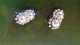 B12 / PETITE BOUCLE D OREILLE INCRIT FRANCE DESSUS ARGENT ?? - Earrings