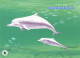 HONGKONG - POSTCARD WWF FDC 1999 - DOLPHIN  /4367 - Entiers Postaux