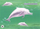 HONGKONG - POSTCARD WWF 1999 - DOLPHIN  /4368 - Postwaardestukken