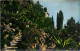 MONACO - JARDIN EXOTIQUE - L'ALLEE DES ALOES - Exotic Garden