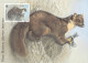 IRELAND - MCC 1991 WWF - PINE MARTEN  /4403 - Maximumkarten