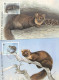 IRELAND - MCC 1991 WWF - PINE MARTEN  /4403 - Cartoline Maximum