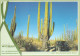 ÉTENDUES SAUVAGES DU MONDE.Saguaro Cactus,Arizona. New German Stamp At The Back (Planetarium) - Cactussen