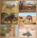 LOT 6 BELLES CARTES : FAUNE D'AFRIQUE - ÉLÉPHANT - LION - ANTILOPE - HYPPOTRAGUE - GUÉPARD - CHAMEAU - Collections & Lots