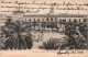 ESPAGNE - Sevilla - Plaza San Fernando - Palmiers - Dos Non Divisé - Carte Postale Ancienne - Sevilla