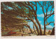 AK 197706 USA - Georgia - Jekyll Island - Altri & Non Classificati