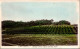 23-1-2024 (2 X 6) Australia - (very Old Colorised) NSW - Orange Grove Near Gosford - Other & Unclassified