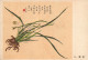 Delcampe - Postcard, Topic Ethnics, China Different Cultural Flowers From Wang Hai-Yun, Collection Of Postcards - Collections & Lots