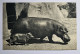 CPA Comité National De L'Enfance Hippopotame Et Son Petit - Parc Zoologique Du Bois De Vincennes Zoo - Ippopotami