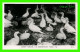 PERCÉ, QUÉBEC - OISEAUX - CANNET FAMILIES SUR L'ILE BONAVENTURE - PHOTO, H.V.H. - CIRCULÉE EN 1960 - REAL PHOTO - - Percé