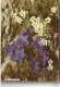 L. - Piccola Flora Delle Dolomiti Di Paula Kohlhaupt  -  Ediz. Athesia, Bolzano - Terza Ediz.  -  Pag  77 , 100 Illustr. - Andere & Zonder Classificatie