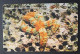 Croatia  - Adriatic Undersea World Chip Card Used - Croacia