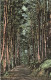 FRANCE - Environs De Chatel Guyon - Sous Bois Dans La Vallée De Sans Souci - Colorisé - Carte Postale Ancienne - Châtel-Guyon