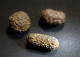 3 Marcassite Nodule +/- ( 2.5 X 1.5 X 1.5 Cm) - Wimereux - Pas De Calais - France - Minerals