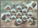 India 2008 Aldabra Giant Tortoise Set Of 4 MINT SHEETLET Good Condition (SL-73) - Unused Stamps
