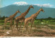 - Giraffe - Giraffe - Girafe - Stamp - Scan Verso - - Girafes