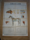 Rare Pochette De 5 Planches Anatomiques Points Méridiens Acupuncture Cheval Chevaux Médecine Chinoise - Chine 1965 - Material Und Zubehör