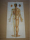 Delcampe - Pochette De 4 Planches Anatomiques Points Méridiens Acupuncture Corps Humain Médecine Chinoise - Chine (1963) - Material Und Zubehör