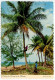 Bahamas 1979 Postcard Climbing For Coconuts, 16c. 250th Anniversary Of Parliament Stamp; Freeport Slogan Cancel - Bahama's