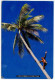 Fiji 1993 Postcard Fijian Climbing A Coconut Palm; 30c. Sacred Heart Cathedral Stamp, Nadi Airport Postmark - Fiji