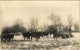 ** T2 Rumänische Viehherde / Román Marhacsorda / Romanian Herd Of Cattle, Folklore. Photo - Ohne Zuordnung