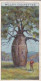 39 Boabab Tree  - Australia O/S Dominions 1915 -  Wills Cigarette Card -   - Antique - 3x7cms - Wills