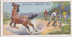 43 Breaking In A Horse  - Australia O/S Dominions 1915 -  Wills Cigarette Card -   - Antique - 3x7cms - Wills