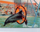 26-1-2024 (2 X 25) Australia (1 Pre-paid Maxicard) Dolphin (show) In Gold Coast Theme Park - Dolphins