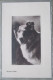 ENGLAND UK UNITED KINGDOM SCOTCH COLLIE DOG KARTE CARD POSTKARTE POSTCARD ANSICHTSKARTE CARTOLINA CARTE POSTALE - Collections & Lots