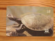 Phonecard Brazil, Telepará - Turtle - Brésil