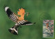 LIBYA 1982 Birds Bird "Eurasian Hoopoe" (maximum-card) #16 - Spechten En Klimvogels