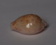 Cypraea Marginalis - Schelpen