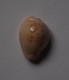 Cypraea Marginalis - Schelpen