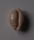 Cypraea Marginalis - Seashells & Snail-shells