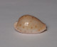 Cypraea Marginalis - Coquillages