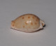 Cypraea Marginalis - Coquillages