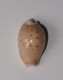 Cypraea Marginalis - Coquillages