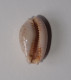 Cypraea Marginalis - Conchiglie