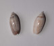 Oliva Australis - Coquillages