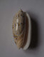 Oliva Tricolor Philanta - Seashells & Snail-shells