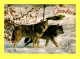 Canada - Le Loup Canadien (Canus Lupus) The Timber Wolf - Frais Du Site Déduits - Cartoline Moderne