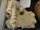 Belle Composition De Pecten Et Escargots Sur Terre 13x14x18 - Fossils