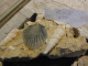 Belle Composition De Pecten Et Escargots Sur Terre 14x16x18 - Fossilien