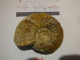 Belle Haugia Calcite + Pyrite Toarcien Airvaut 7x7 - Fossilien